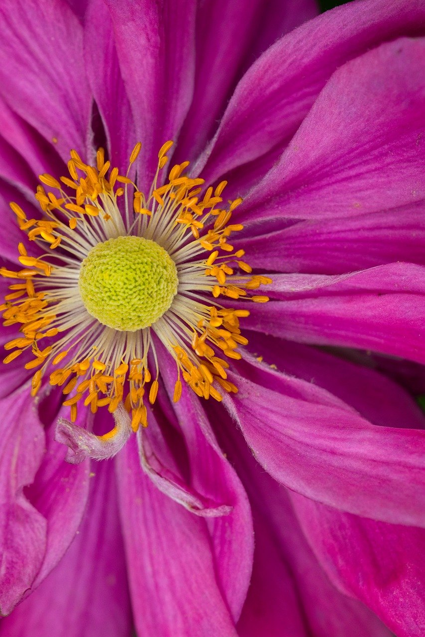 anemone, flower, pink flower-8175206.jpg